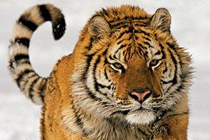 few words about tiger