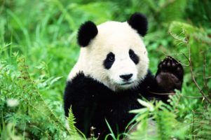 10 facts about pandas! | National Geographic Kids