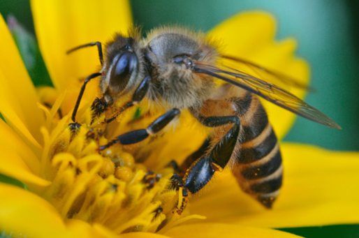 How to be a successful beekeeper How to be a successful beekeeper