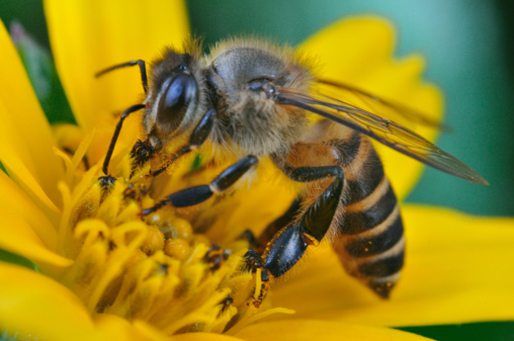 [Image: facts-about-honey-bees-4.jpg]