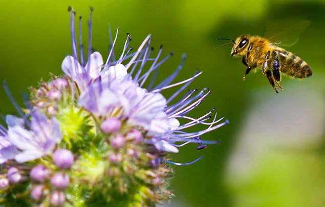 10 Facts About Honey Bees National Geographic Kids