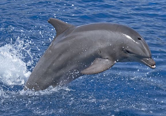 10 facts about bottlenose dolphins - National Geographic Kids