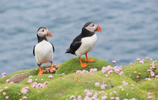 Puffin facts! | National Geographic Kids