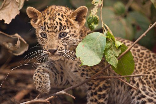 what is leopards diet