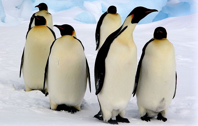 emperor penguin facts
