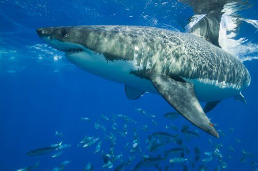 Great White Shark Classification Chart