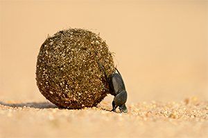 25 Cool Facts About Bugs National Geographic Kids 25 Cool Facts About Bugs National