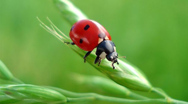 25 Cool Facts About Bugs National Geographic Kids 25 Cool Facts About Bugs National