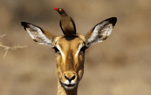 Datos de Sudáfrica-impala