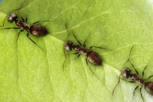 the myth of the ant queen synopsis the myth of the ant queen synopsis