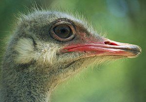 all about ostriches