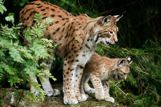 Image result for eurasian lynx