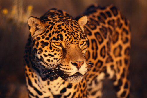 Jaguar facts | National Geographic Kids