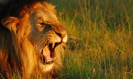 10 roarsome lion facts