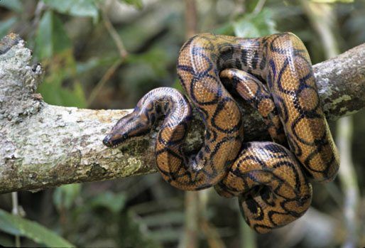 10 Amazing Amazon Facts National Geographic Kids