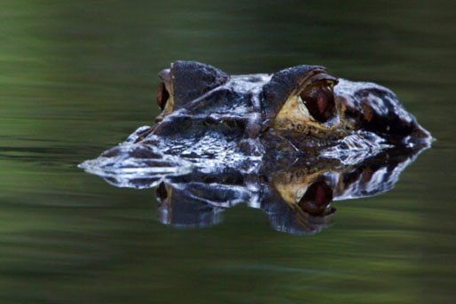 10 amazing amazon facts national geographic kids ready for an amazing outdoor adventure with nat geo kids then check out our awesome amazon facts as we head into the depths of the amazon rainforest