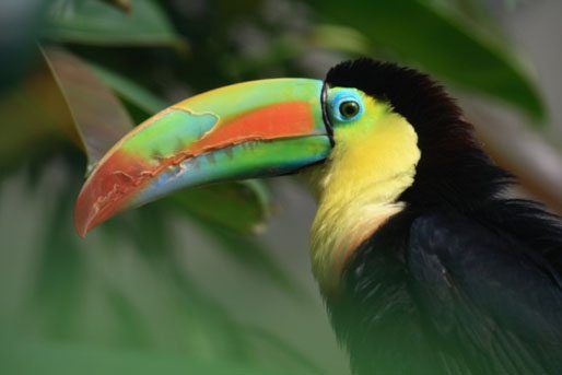 10 Amazing Amazon Facts National Geographic Kids 10 Amazing Amazon Facts National Geographic Kids