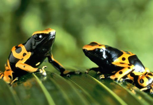 10 Amazing Amazon Facts National Geographic Kids