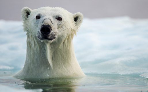 10 facts about polar bears! | National Geographic Kids