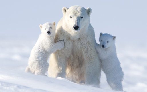Image result for bear of arctic