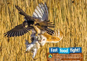 Competitive Predators Primary Resource National Geographic Kids