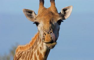 Giraffes - Animal Fact Files (ages 3 and up)