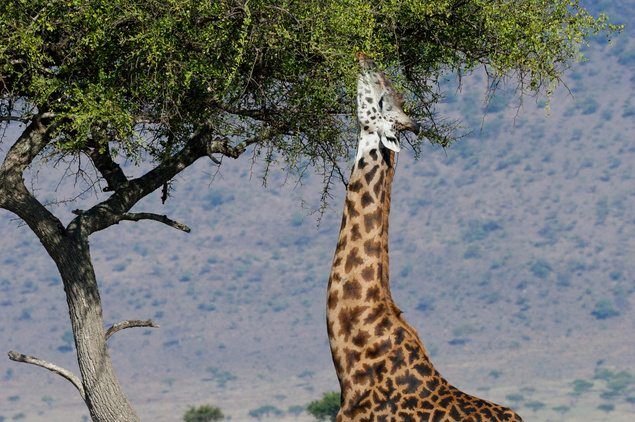 10 giraffe facts national