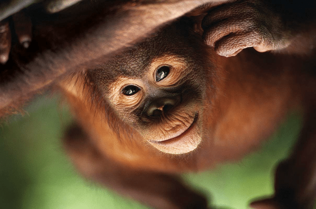10 orangutan facts national