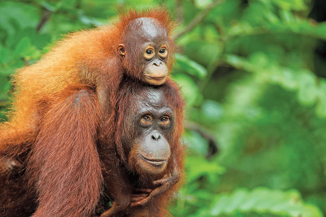 Orangutan Information Orangutan Information