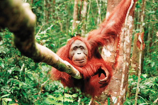 Fun Facts About Orangutans For Kids Fun Facts About Orangutans For Kids