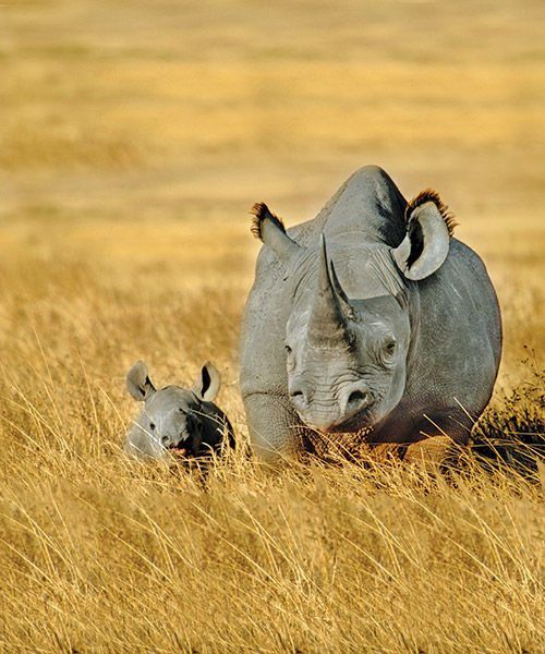 What it's like to be a rhino ranger