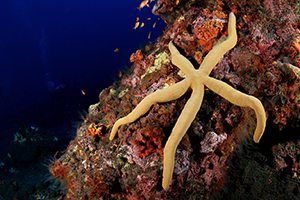 short essay on starfish