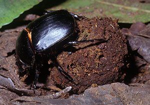 Dung Beetle Facts For Kids National Geographic Kids Dung Beetle Facts For Kids National Geographic Kids