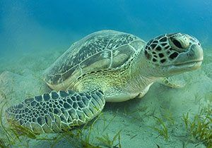 Green Sea Turtle Facts For Kids National Geographic Kids