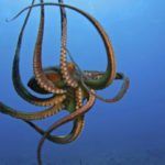 Ocean Facts National Geographic Kids