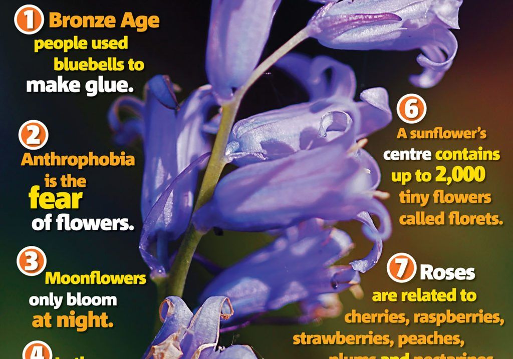 Flower facts: Science primary resource | National ...