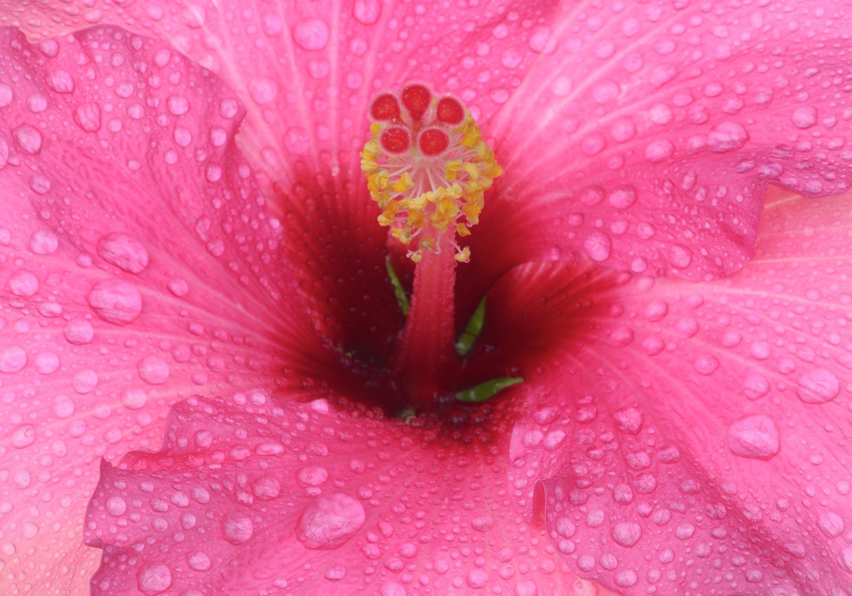 Flower Seed Identification Chart