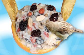 Make A Bird Feeder Primary Resource National Geographic Kids