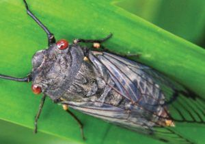 The Butterfly Life Cycle! | National Geographic Kids