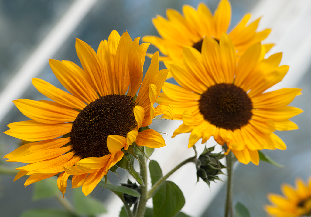 Kew Gardens poetry comp National Geographic Kids Flipboard