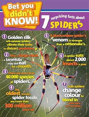 Spider Facts Primary Resource National Geographic Kids