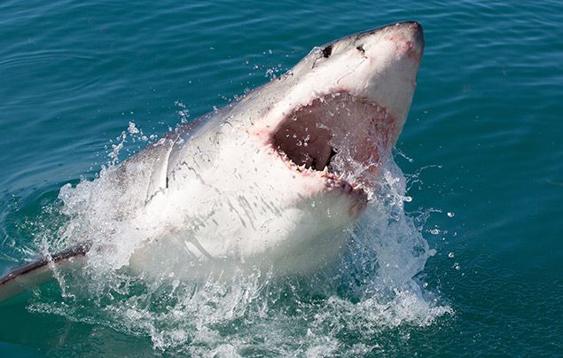 Man Vs Shark National Geographic Wild