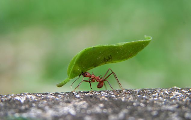 10 Cool Facts About Ants National Geographic Kids