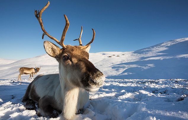 reindeer facts for kids