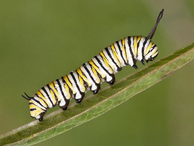 Quiz Whiz: Animals! - National Geographic Kids Quiz Whiz: Animals! - National Geographic Kids